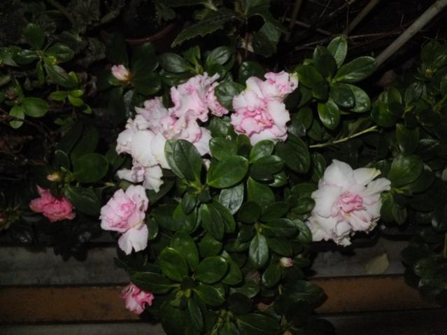Name:  DSCF6337.jpg
Views: 272
Size:  40.6 KB