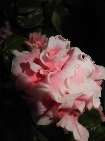 Name:  DSCF6339.jpg
Views: 254
Size:  42.0 KB
