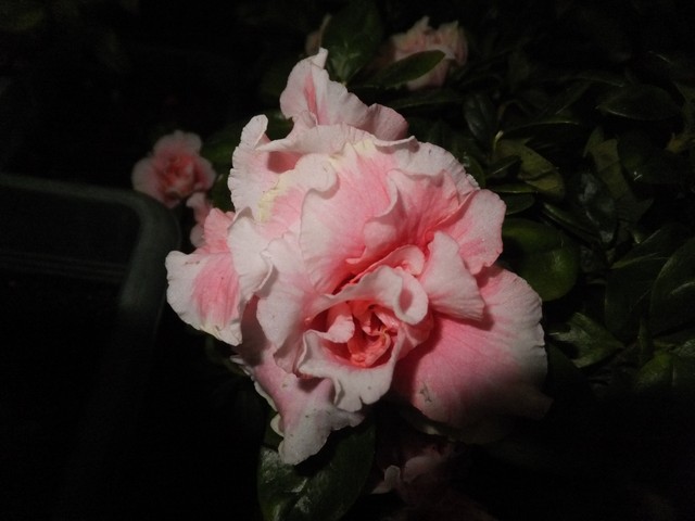 Name:  DSCF6340.jpg
Views: 257
Size:  57.7 KB