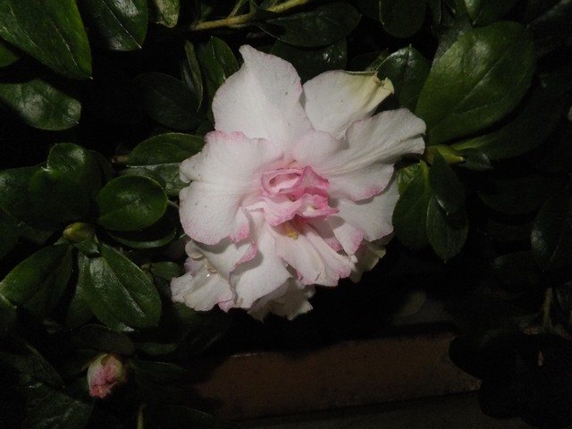 Name:  DSCF6341.jpg
Views: 257
Size:  63.7 KB