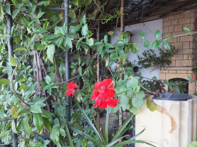 Name:  DSCF6361.jpg
Views: 267
Size:  65.9 KB