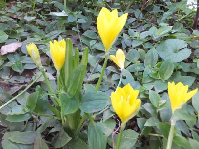 Name:  DSCF6376.jpg
Views: 484
Size:  57.6 KB