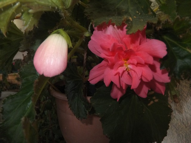 Name:  DSCF6500.jpg
Views: 241
Size:  67.0 KB