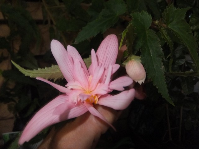 Name:  DSCF6508.jpg
Views: 279
Size:  62.3 KB