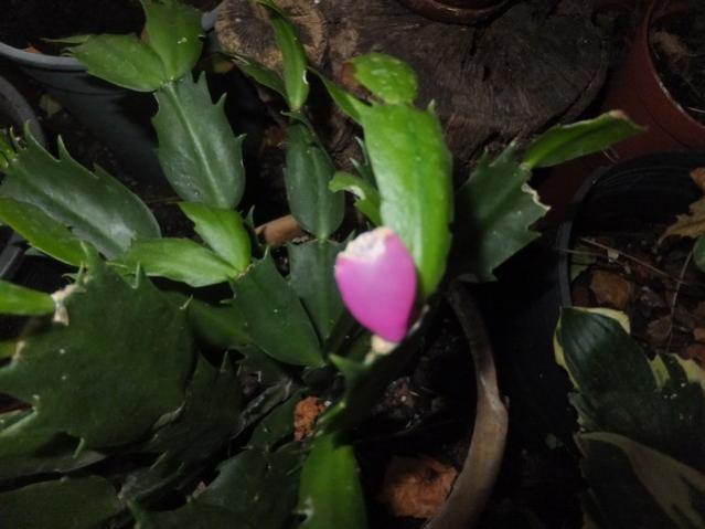Name:  DSCF6513.jpg
Views: 255
Size:  35.2 KB