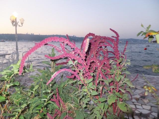 Name:  DSCF6523.jpg
Views: 272
Size:  53.8 KB
