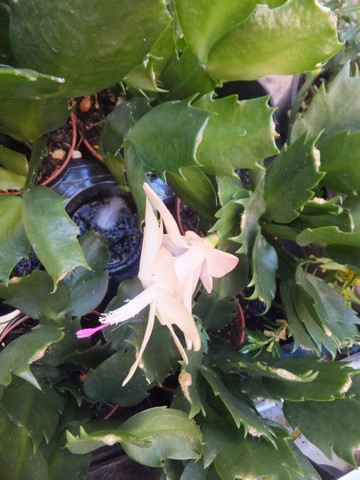 Name:  DSCF6620.jpg
Views: 296
Size:  63.6 KB