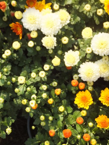 Name:  DSCF6933.jpg
Views: 375
Size:  68.7 KB