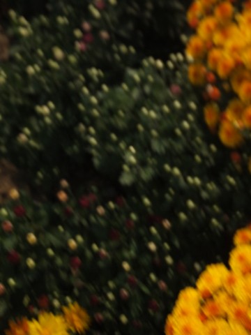 Name:  DSCF6934.jpg
Views: 369
Size:  42.3 KB