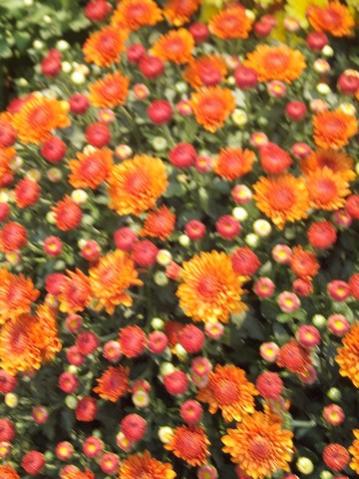 Name:  DSCF6935.jpg
Views: 594
Size:  41.3 KB