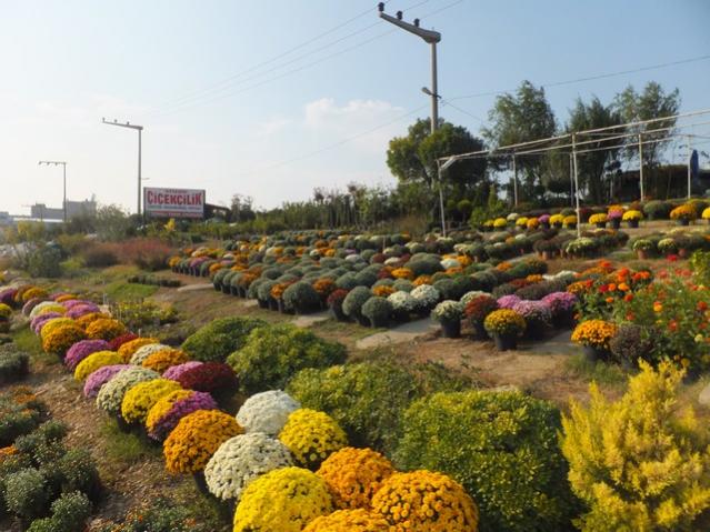 Name:  DSCF6936.jpg
Views: 388
Size:  59.6 KB
