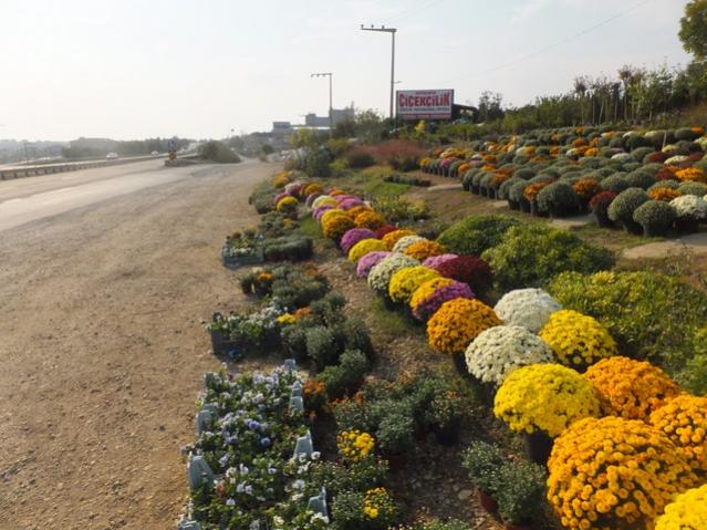 Name:  DSCF6937.jpg
Views: 594
Size:  58.8 KB