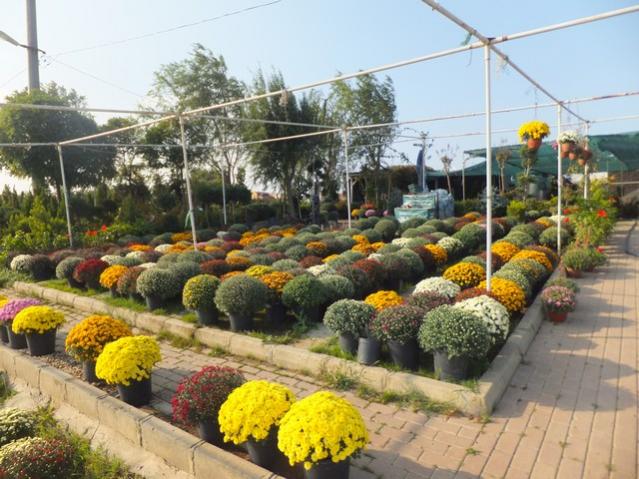 Name:  DSCF6939.jpg
Views: 367
Size:  60.9 KB