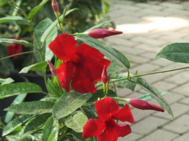 Name:  DSCF6947.jpg
Views: 513
Size:  39.1 KB