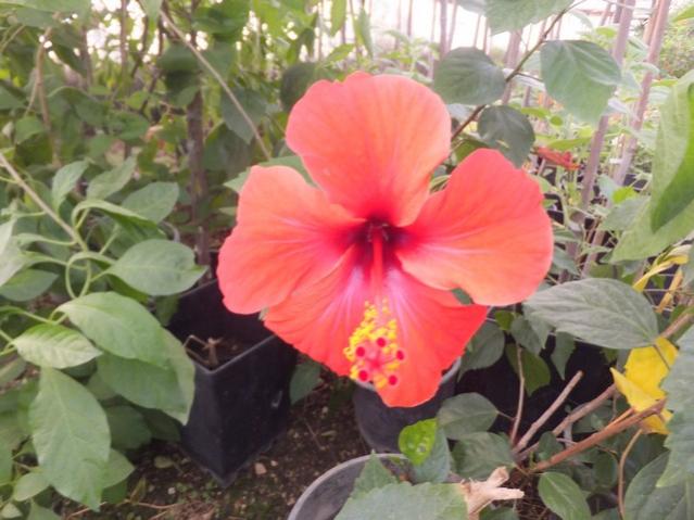 Name:  DSCF6952.jpg
Views: 691
Size:  47.5 KB