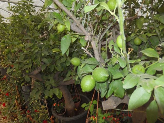 Name:  DSCF6953.jpg
Views: 691
Size:  62.1 KB