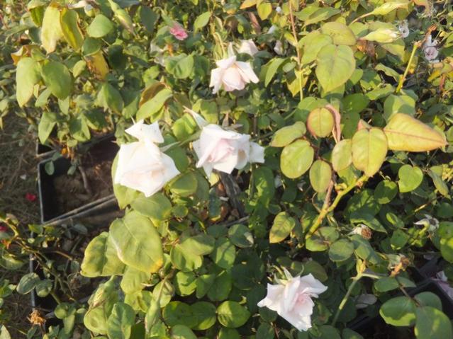 Name:  DSCF6960.jpg
Views: 619
Size:  65.7 KB