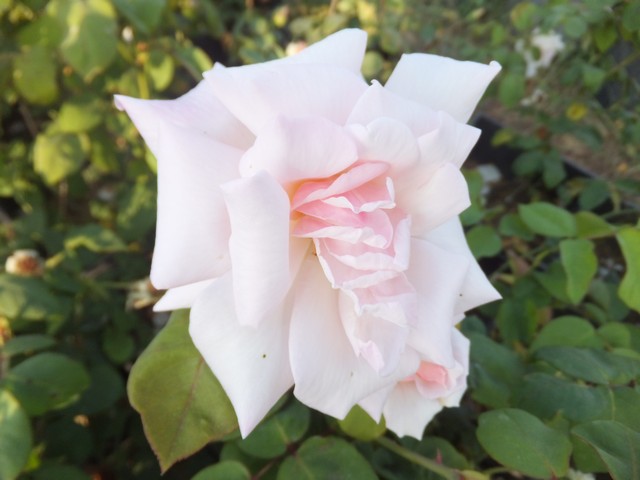 Name:  DSCF6961.jpg
Views: 653
Size:  61.6 KB