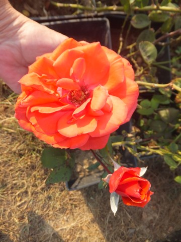 Name:  DSCF6962.jpg
Views: 644
Size:  60.3 KB