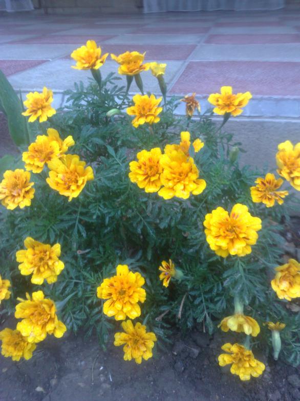 Name:  12042008767.jpg
Views: 1176
Size:  73.0 KB