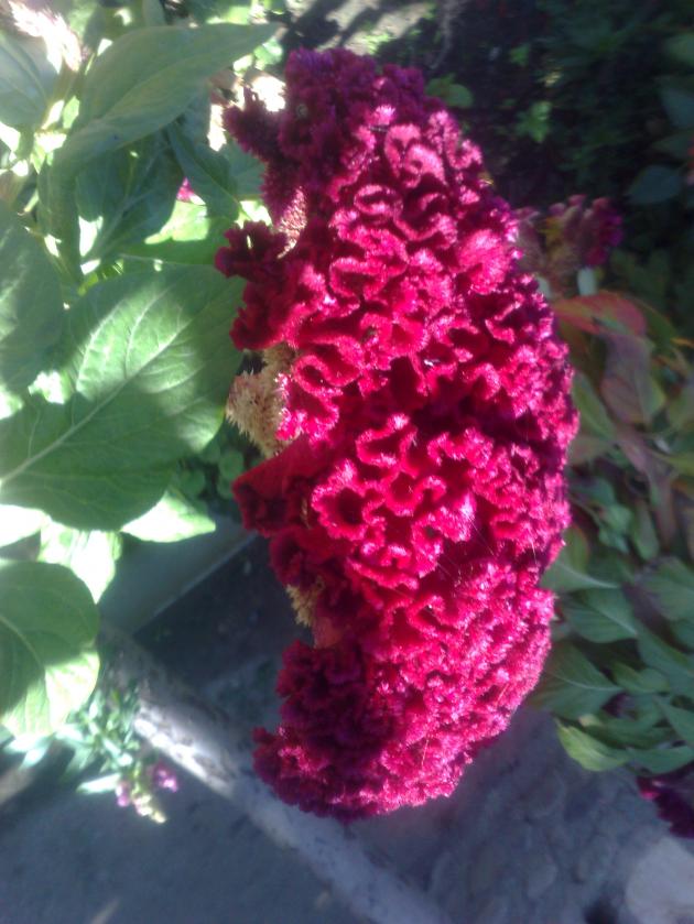 Name:  13102012786.jpg
Views: 1174
Size:  71.0 KB