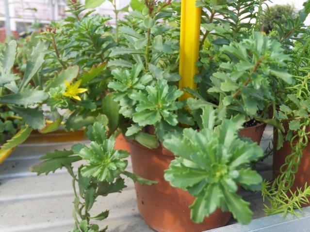 Name:  DSCF6106.jpg
Views: 567
Size:  56.0 KB
