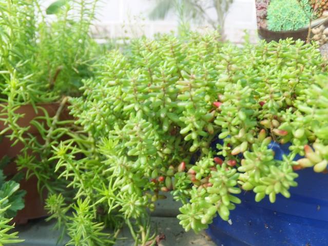 Name:  DSCF6108.jpg
Views: 516
Size:  60.0 KB