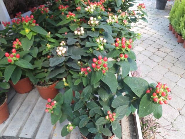 Name:  DSCF6111.jpg
Views: 570
Size:  58.2 KB