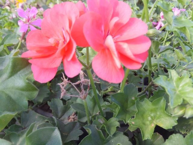 Name:  DSCF6121.jpg
Views: 495
Size:  46.0 KB