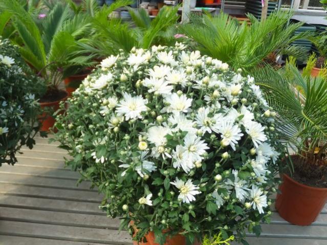 Name:  DSCF6123.jpg
Views: 514
Size:  69.3 KB