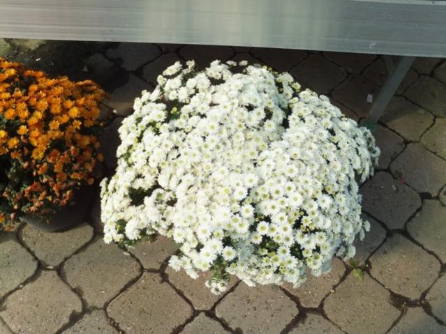 Name:  DSCF6128.jpg
Views: 508
Size:  57.4 KB