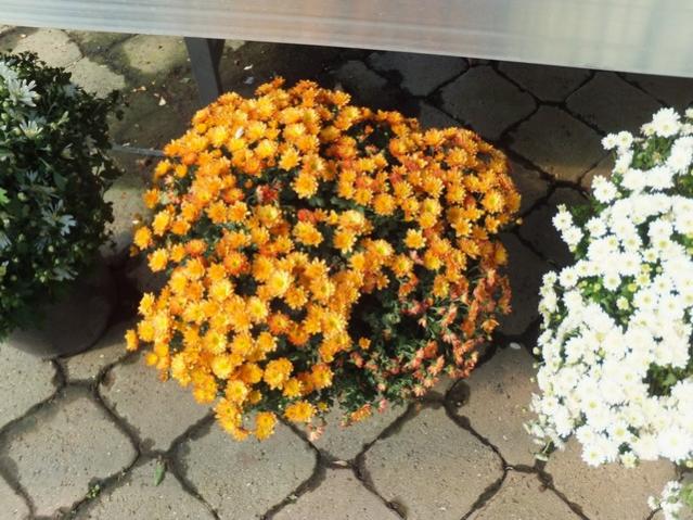 Name:  DSCF6129.jpg
Views: 494
Size:  66.5 KB