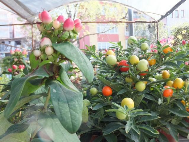 Name:  DSCF6131.jpg
Views: 517
Size:  55.7 KB