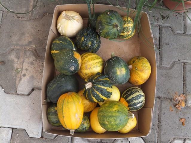 Name:  DSCF6136.jpg
Views: 930
Size:  51.2 KB