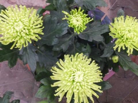 Name:  DSCF6141.jpg
Views: 511
Size:  30.9 KB
