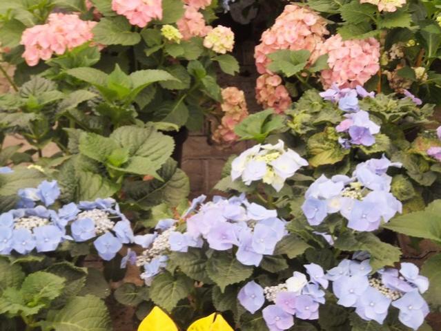 Name:  DSCF6143.jpg
Views: 510
Size:  59.1 KB