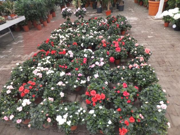 Name:  DSCF6145.jpg
Views: 538
Size:  71.4 KB