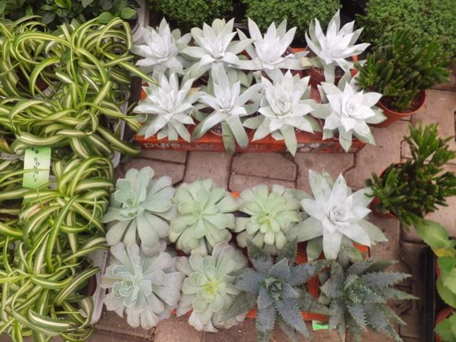 Name:  DSCF6149.jpg
Views: 507
Size:  64.5 KB