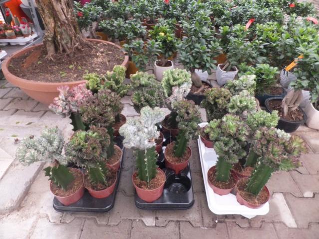 Name:  DSCF6152.jpg
Views: 568
Size:  66.3 KB