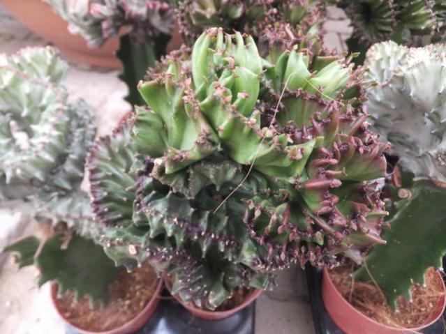 Name:  DSCF6153.jpg
Views: 919
Size:  52.0 KB