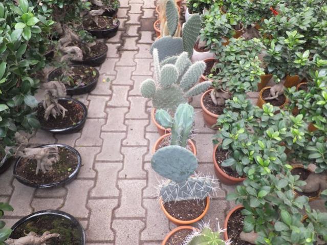Name:  DSCF6157.jpg
Views: 470
Size:  67.3 KB