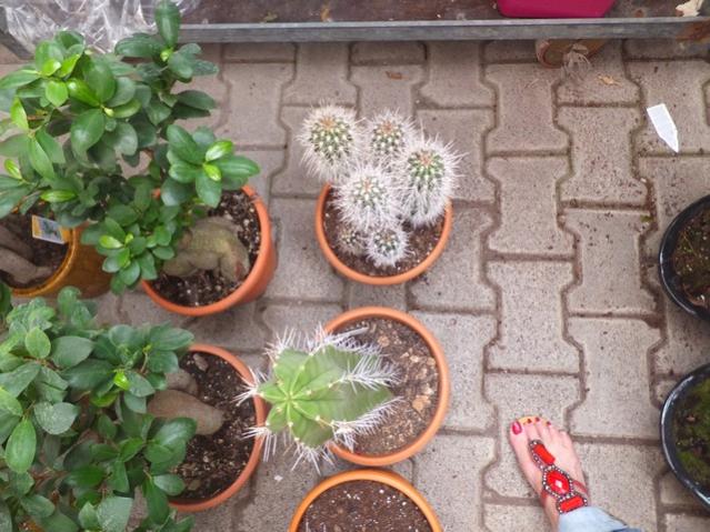 Name:  DSCF6158.jpg
Views: 492
Size:  60.5 KB
