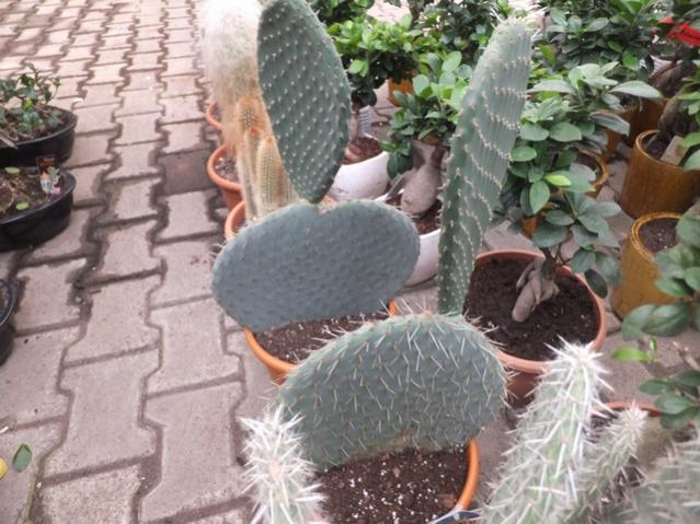 Name:  DSCF6159.jpg
Views: 500
Size:  58.6 KB