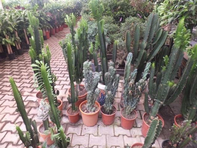 Name:  DSCF6161.jpg
Views: 627
Size:  69.1 KB