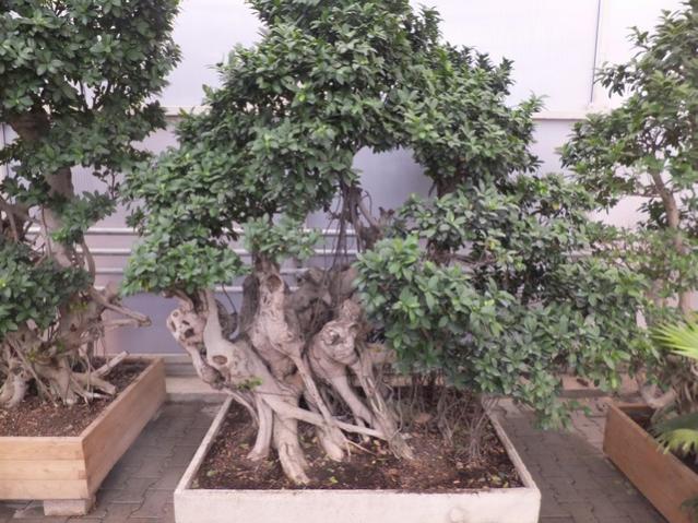 Name:  DSCF6164.jpg
Views: 645
Size:  67.2 KB