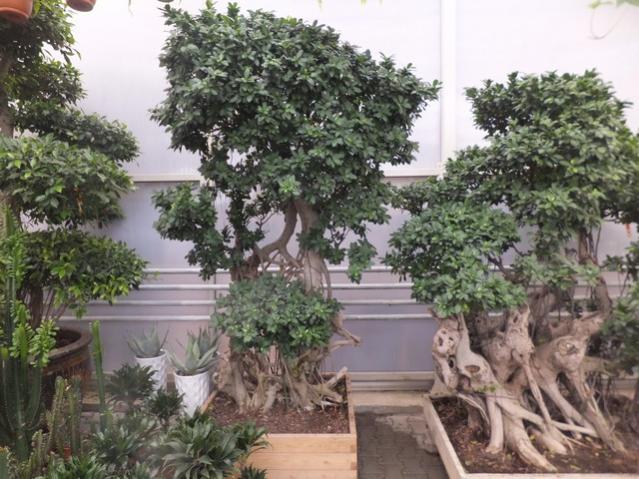 Name:  DSCF6165.jpg
Views: 579
Size:  63.2 KB
