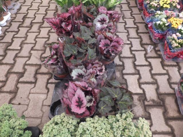 Name:  DSCF6180.jpg
Views: 514
Size:  68.1 KB