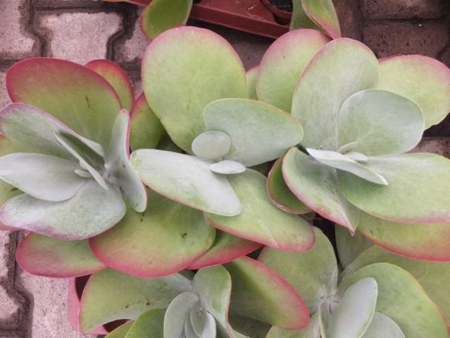 Name:  DSCF6183.jpg
Views: 512
Size:  39.2 KB