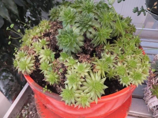Name:  DSCF6190.jpg
Views: 554
Size:  56.9 KB