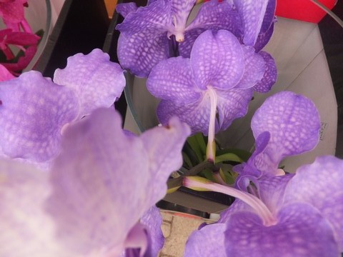 Name:  DSCF6197.jpg
Views: 503
Size:  65.2 KB